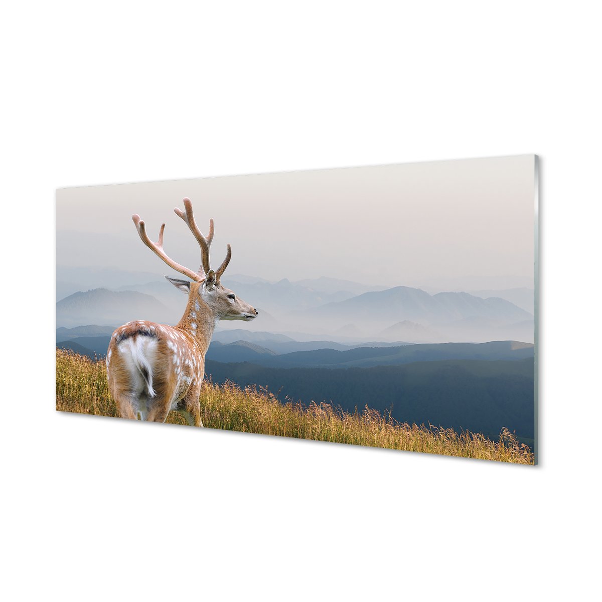 Płyta szklana do kuchni + klej Jeleń góry 120x60