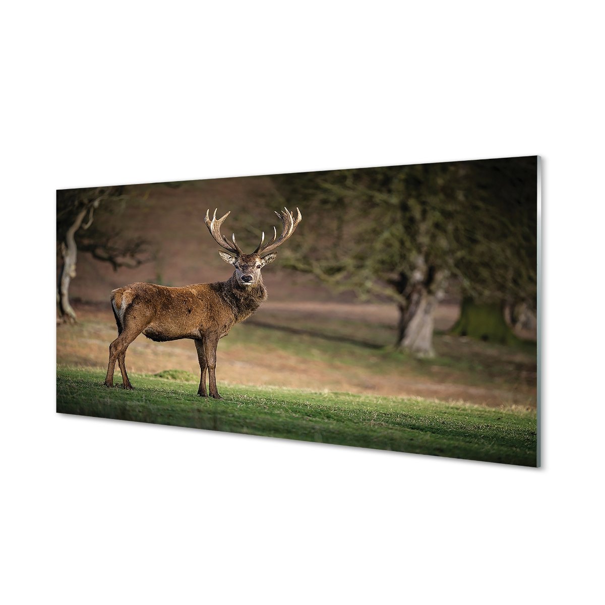 Panel szklany między szafki Jeleń na polu 120x60
