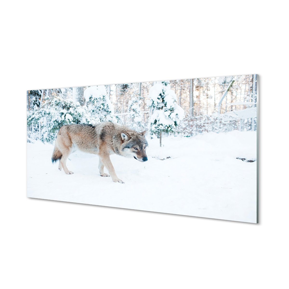Szklany panel ochronny + klej Wilk zima las 120x60