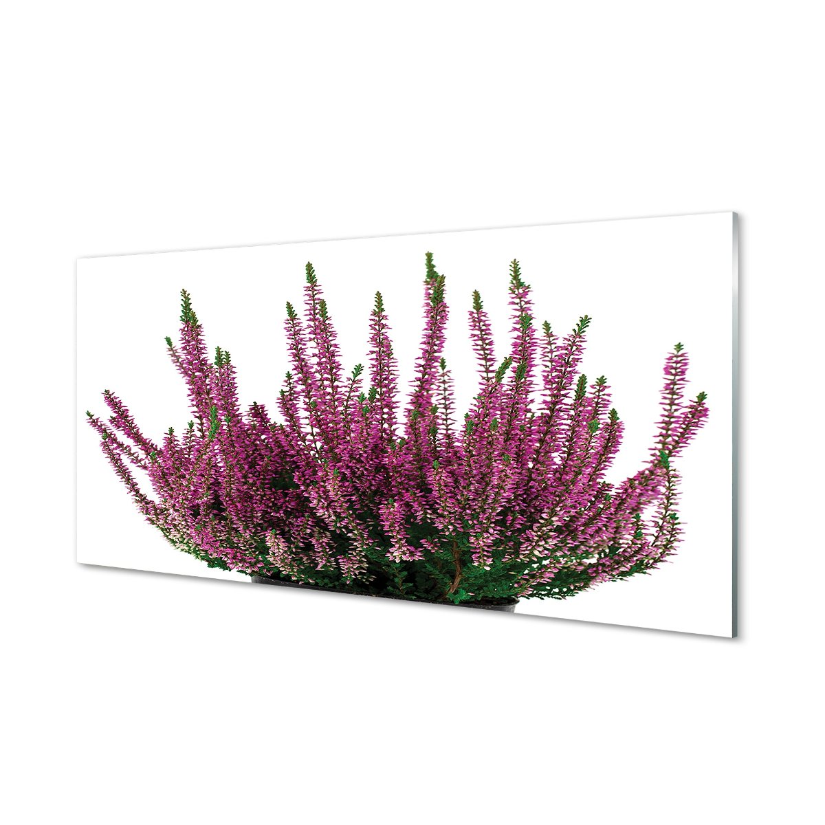 Foto panel kuchenny z grafiką + klej Wrzosy 120x60