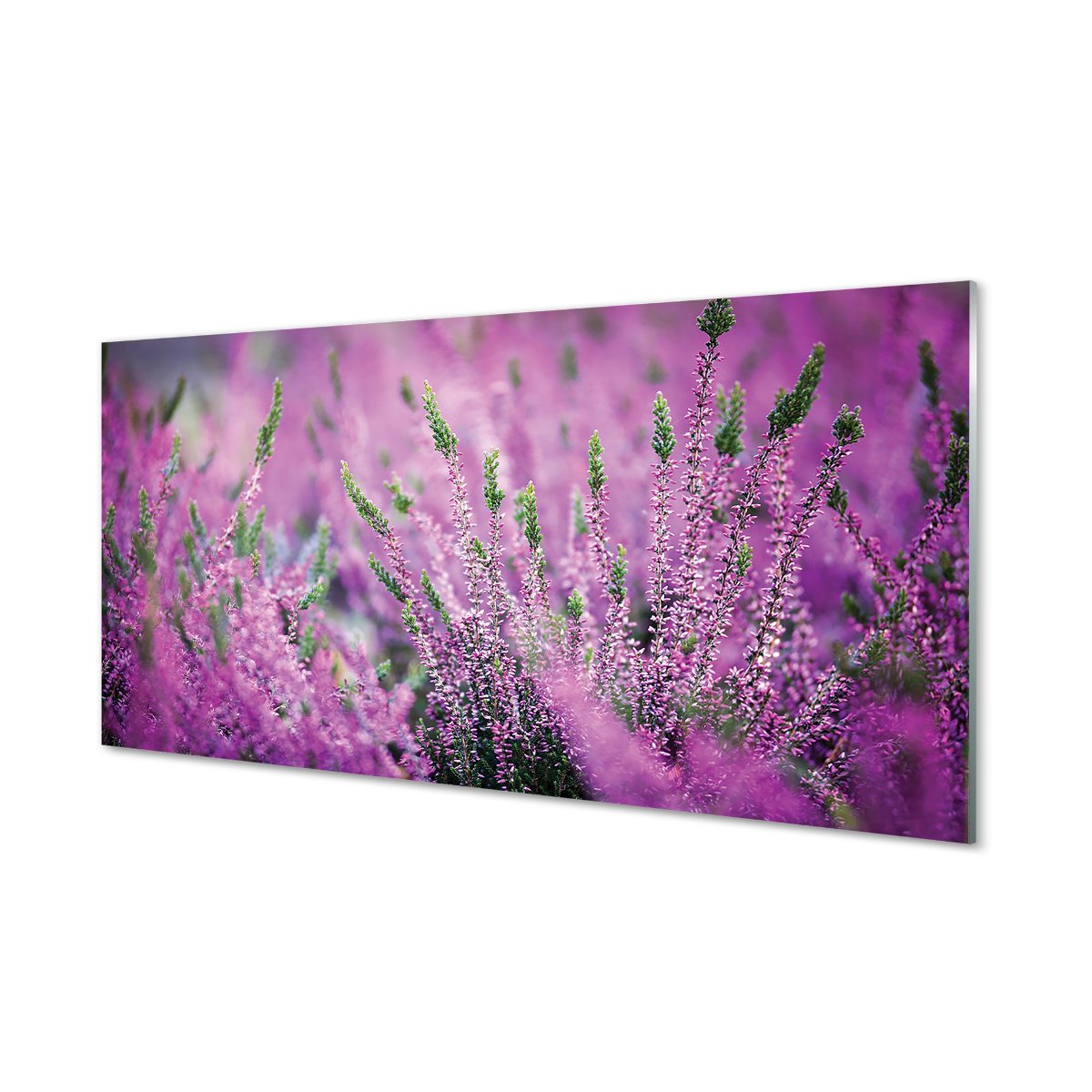Ochronny panel do kuchni + klejPole wrzosy 120x60