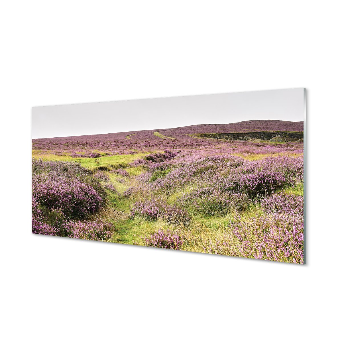 Ochronny panel do kuchni + klejPole wrzosy 120x60