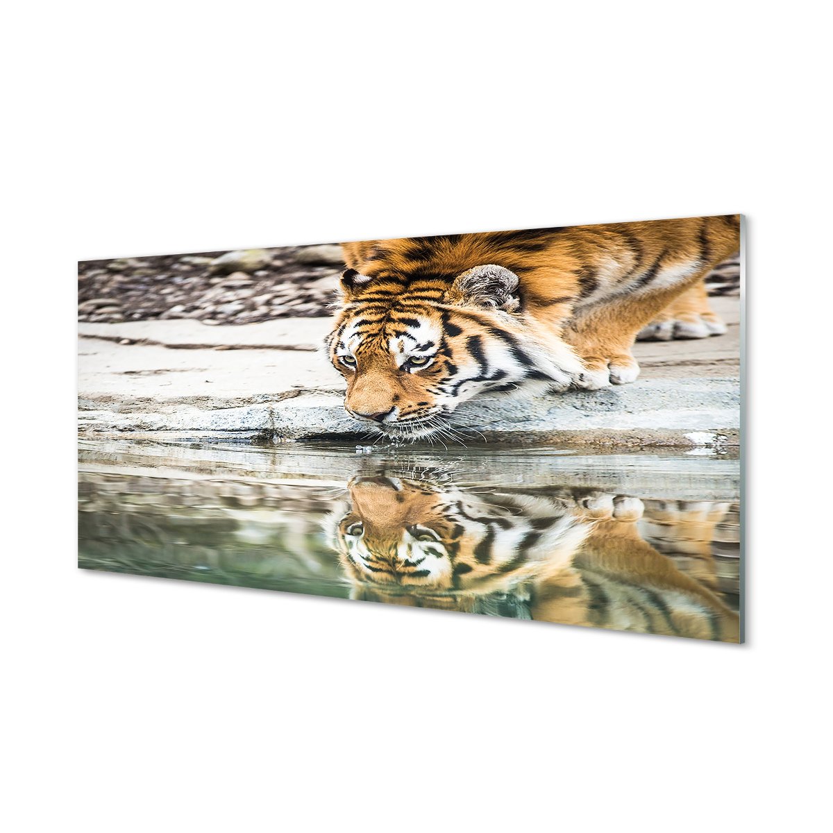 Szkło bezpieczne panel + klej Pijący tygrys 120x60