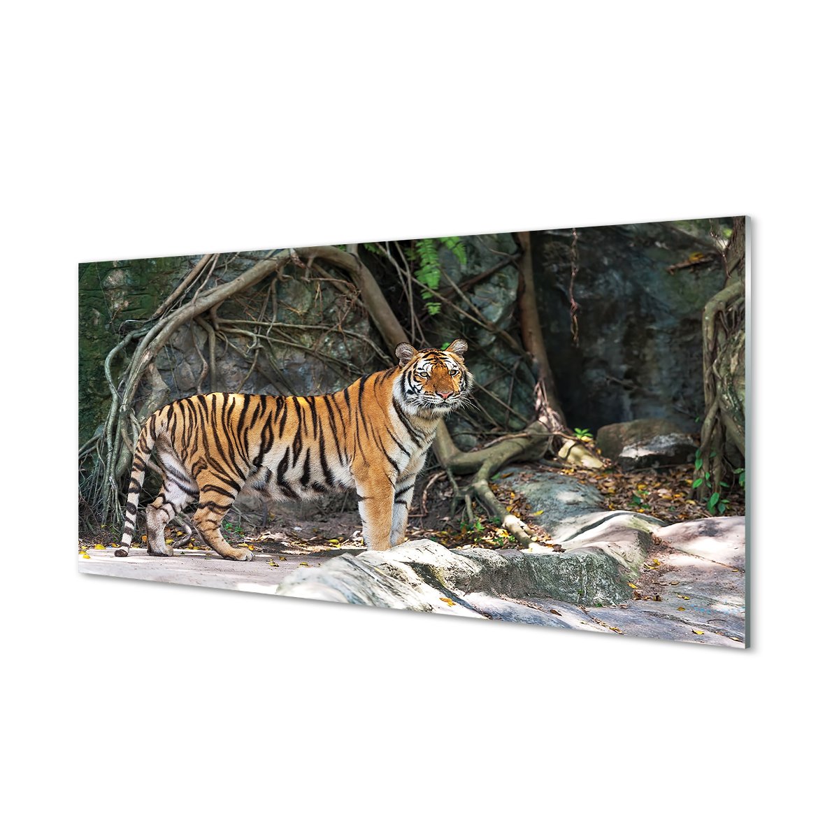 Kuchenny panel ochronny Dżungla tygrys 120x60 cm