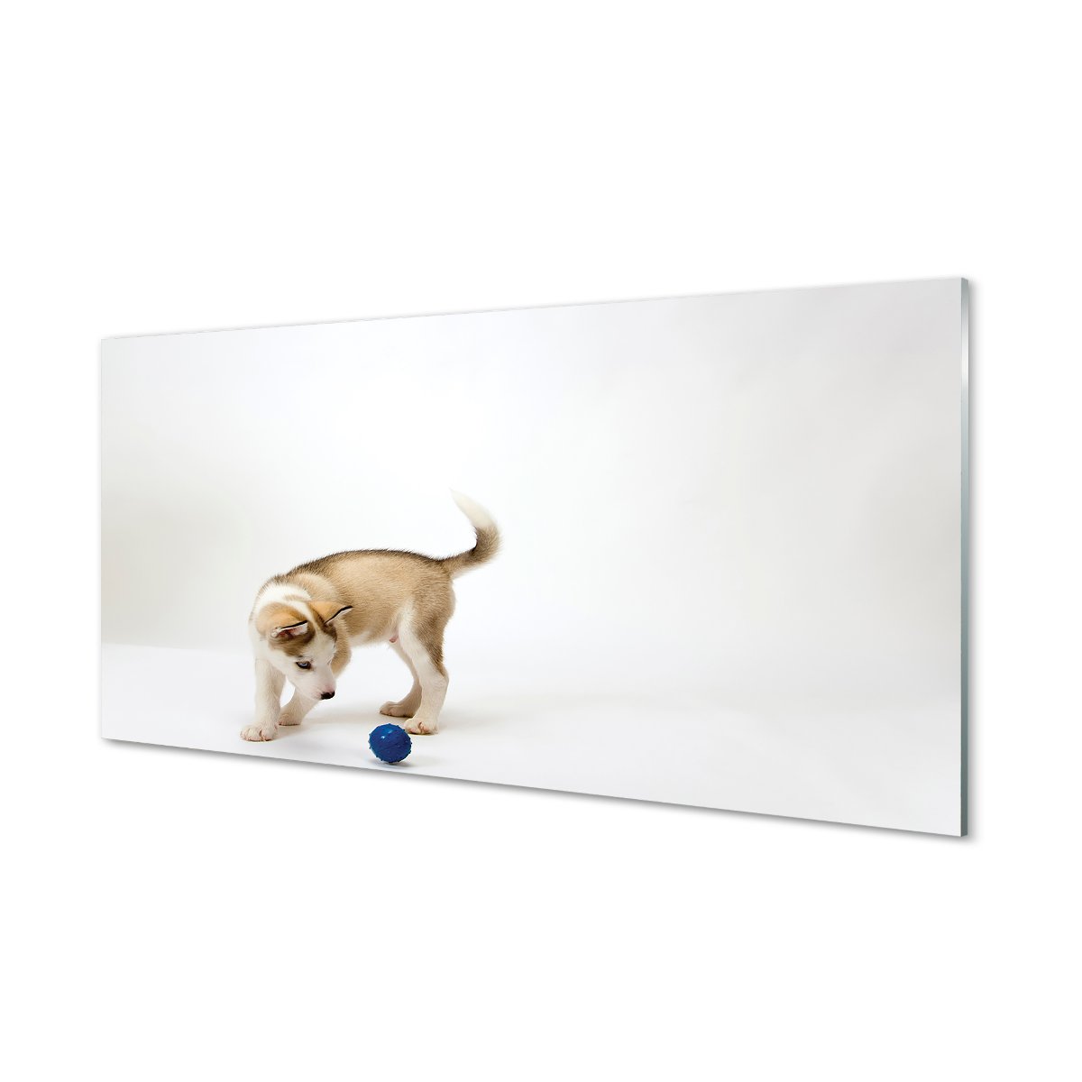 Foto panel hartowany +klej Bawiący się pies 120x60