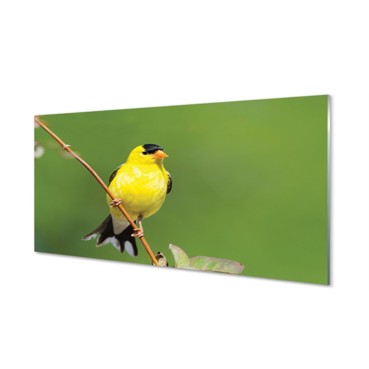 Nowoczesny panel szklany Żółta papuga 120x60 cm