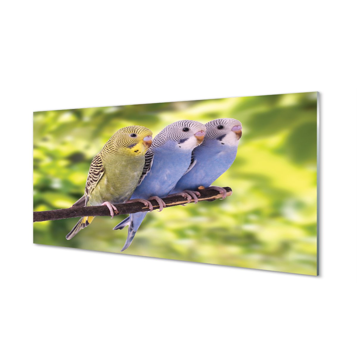 Szklany panel Kolorowe papugi na gałęzi 120x60 cm