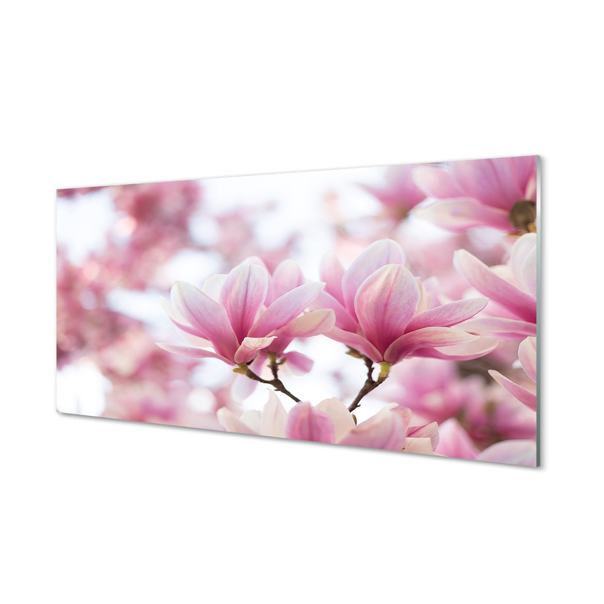 Szklany panel do kuchni Magnolia drzewa 120x60 cm