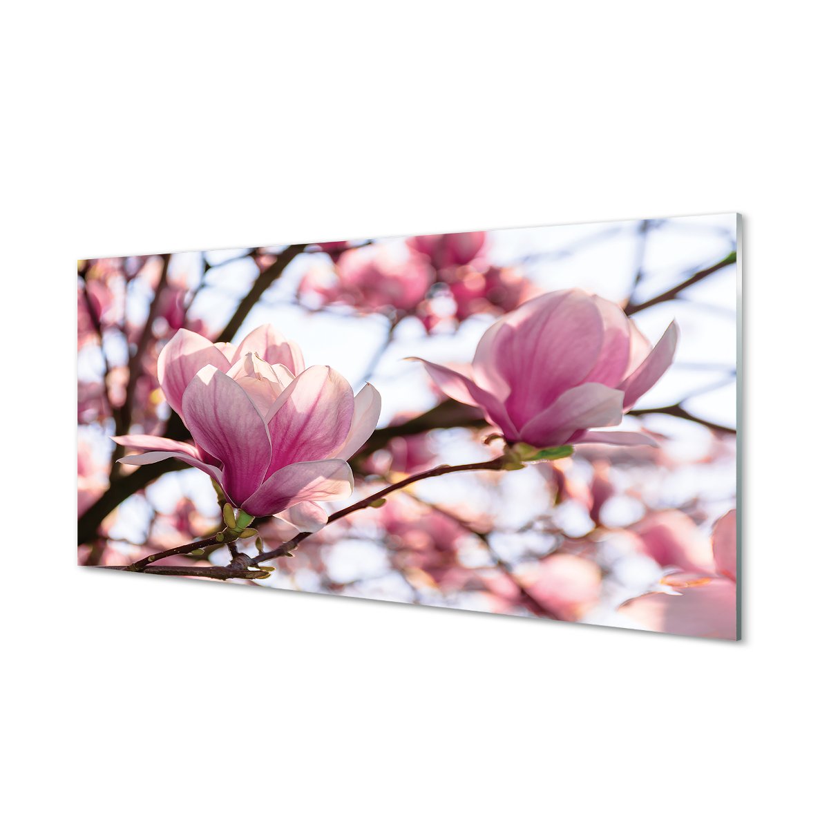 Nowoczesny panel szklany Magnolia drzewa 120x60 cm