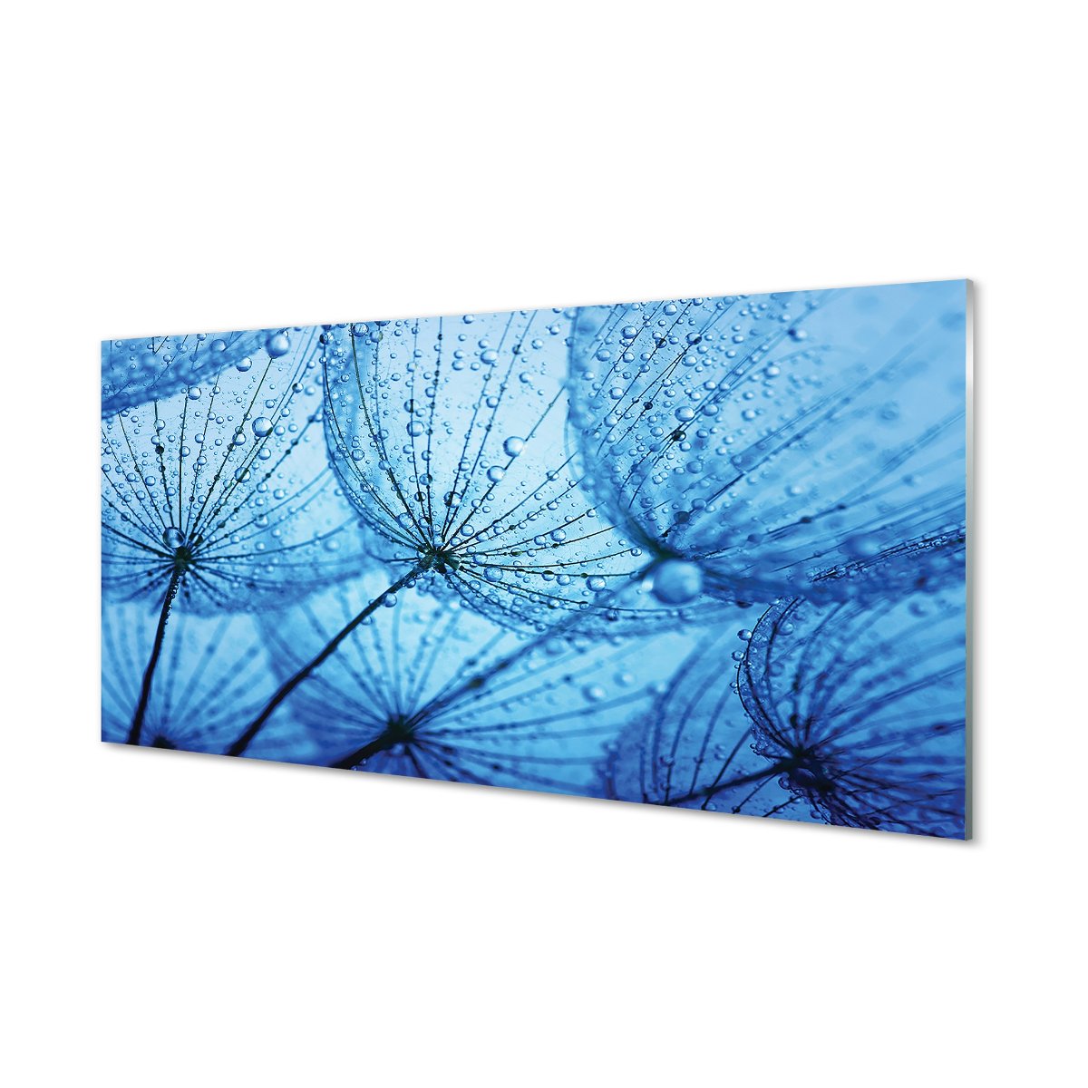 Lacobel dekoracyjny  Krople dmuchawce makro 120x60
