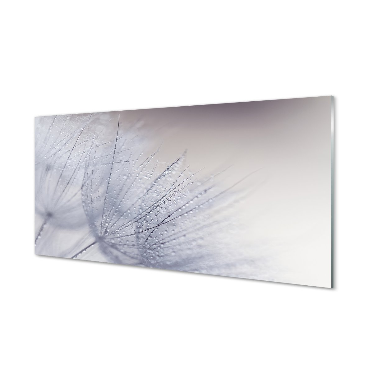 Panel dekoracyjny  Krople rosa dmuchawce 120x60 cm