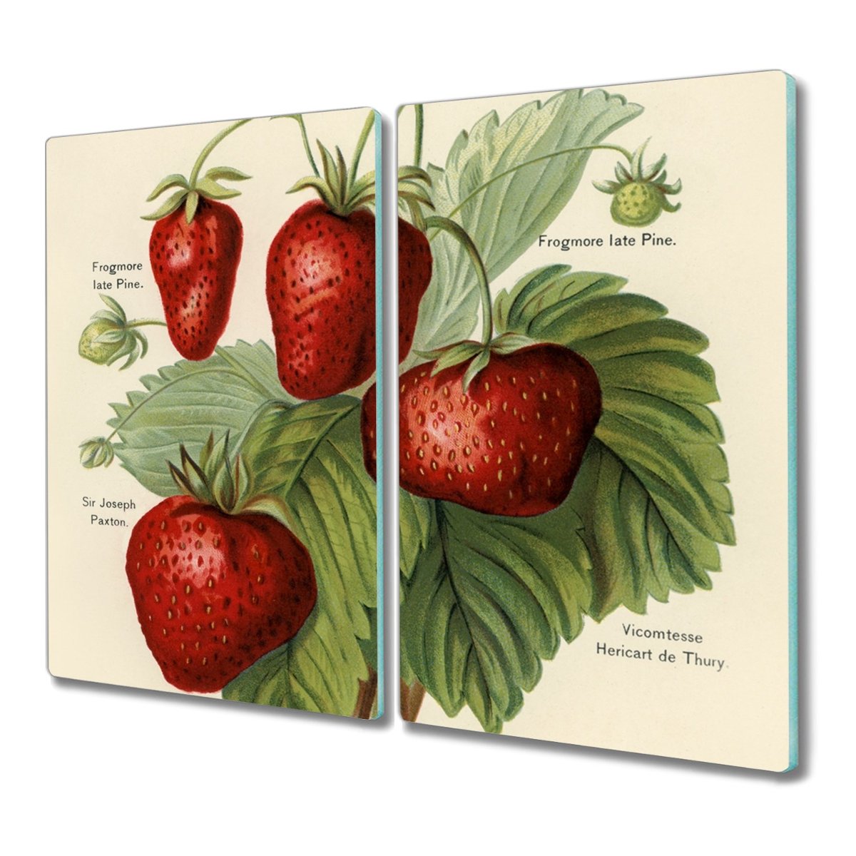 Deska 2x30x52 Owoce brzoskwinia liście z nadrukiem, Coloray