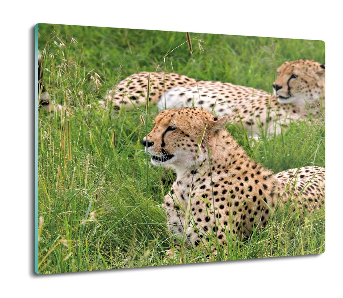 ochrona na indukcję druk Gepard trawa natura 60x52, ArtprintCave
