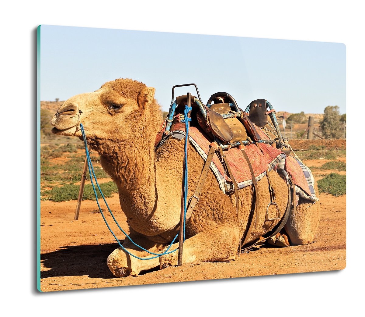 płyty ochronne na indukcję Wielbłąd pustynia 60x52, ArtprintCave