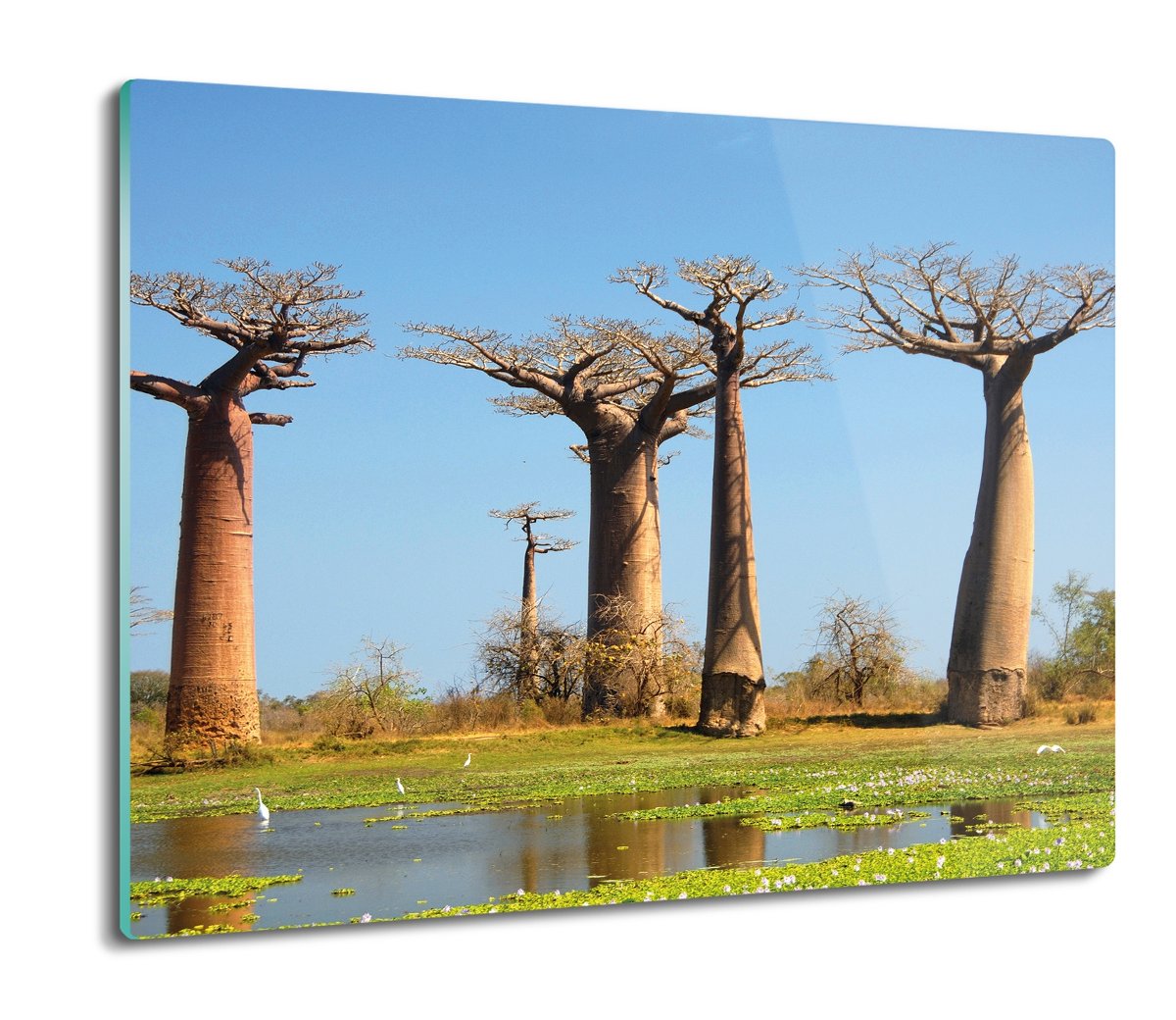 druk osłonka z grafiką Baobab drzewa Afryka 60x52, ArtprintCave