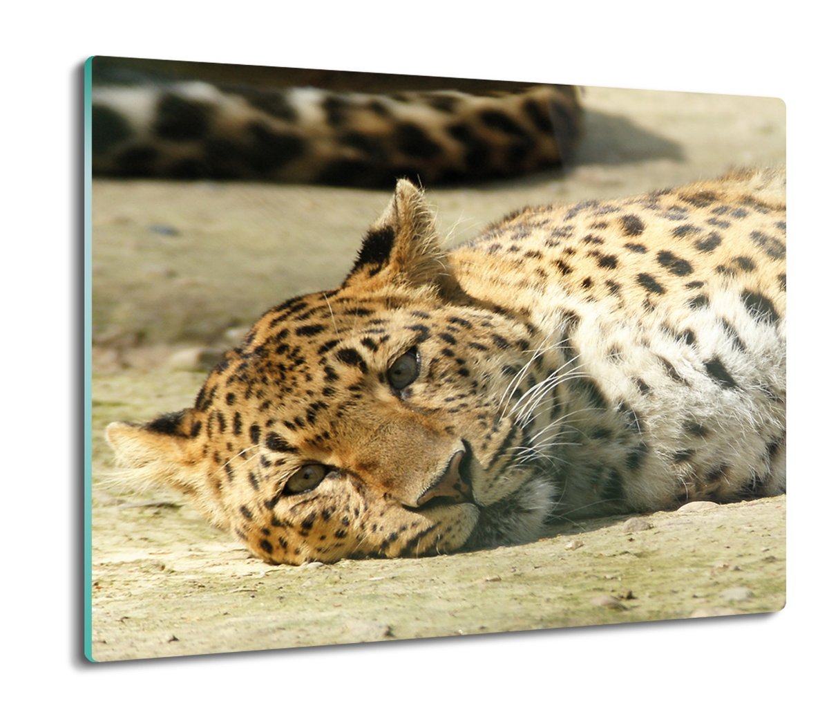 druk osłona splashback szklana Leżąca gepard 60x52, ArtprintCave
