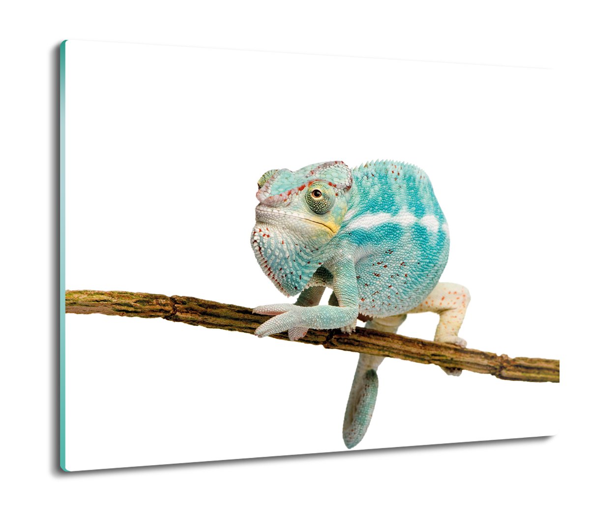 osłona do kuchenki z foto Kameleon lamparci 60x52, ArtprintCave