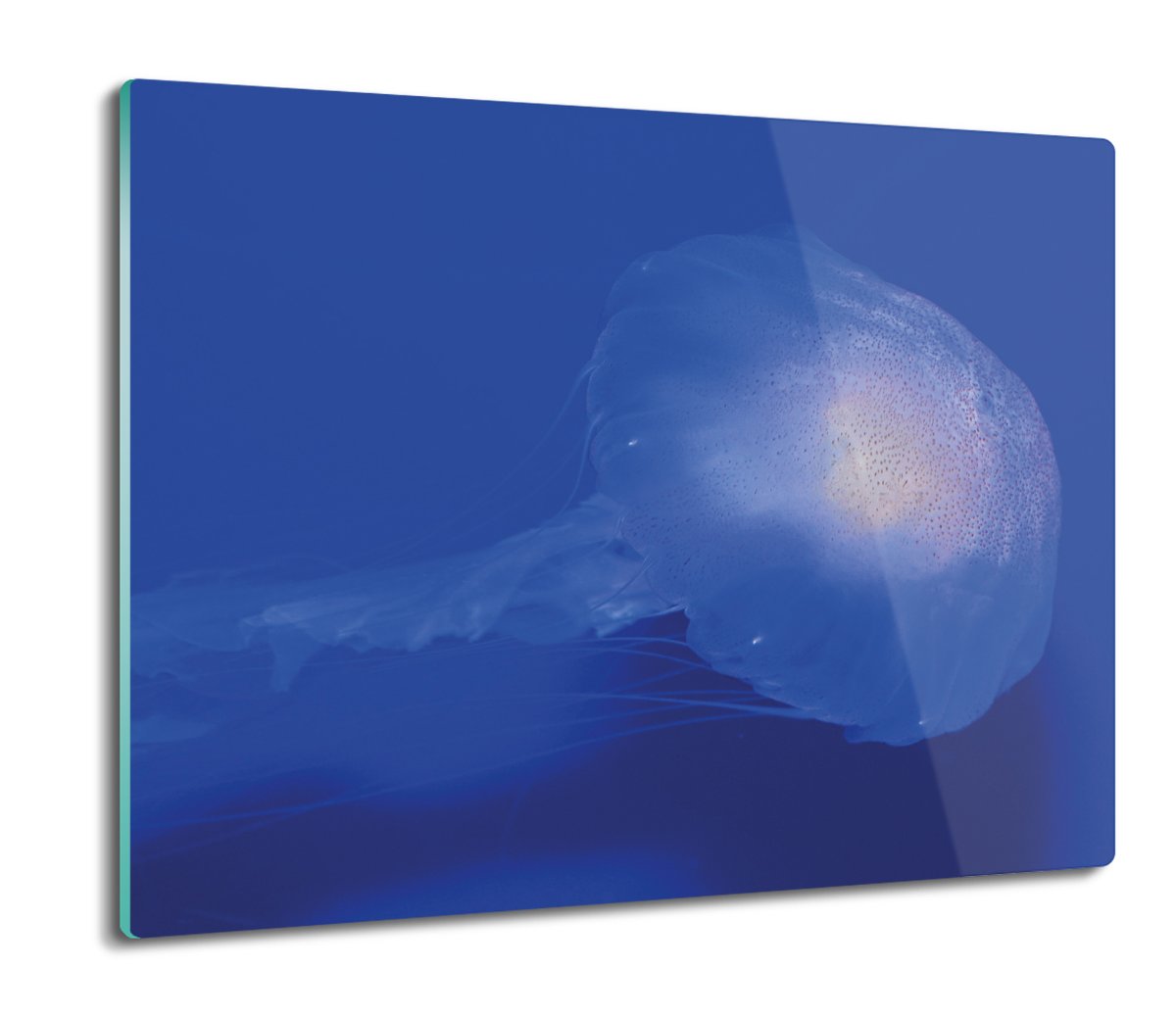 deska splashback druk Meduza ocean morze 60x52, ArtprintCave