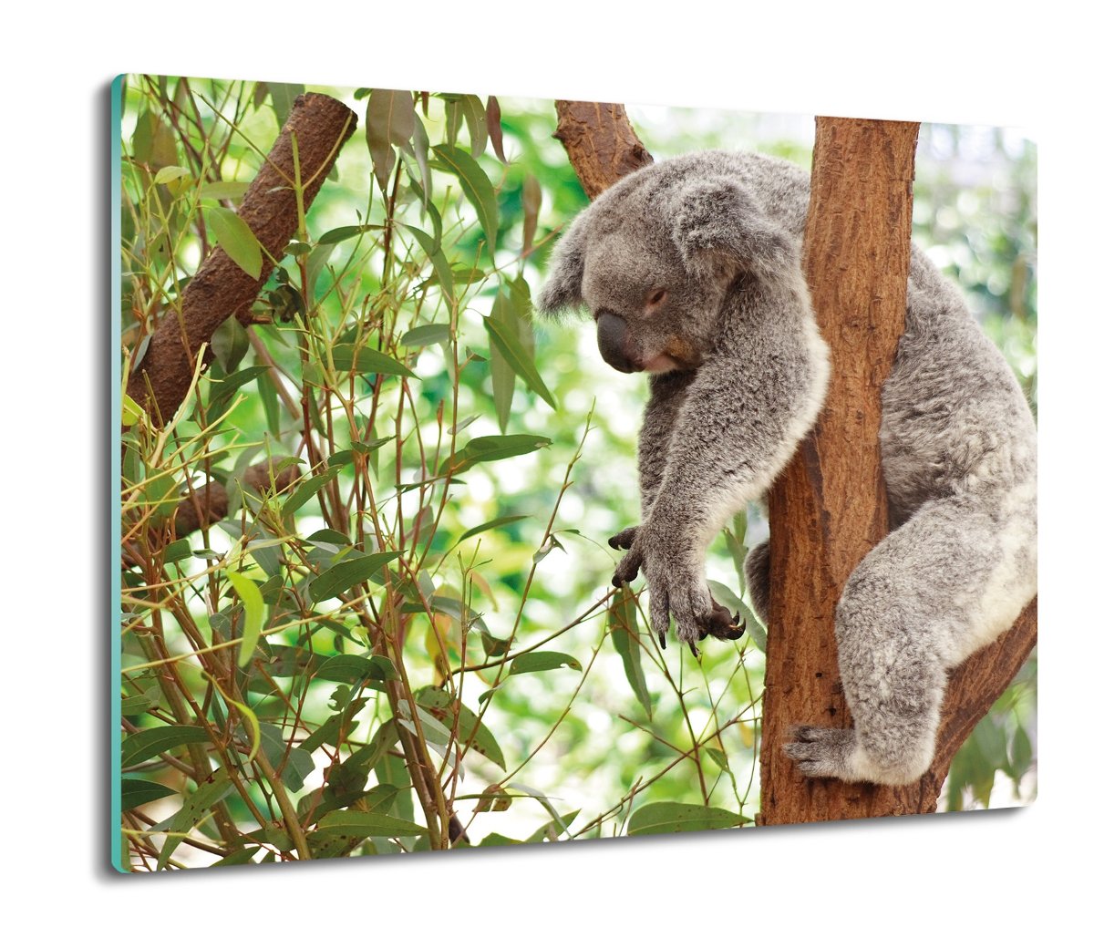 druk osłona do kuchenki Koala na drzewie 60x52, ArtprintCave