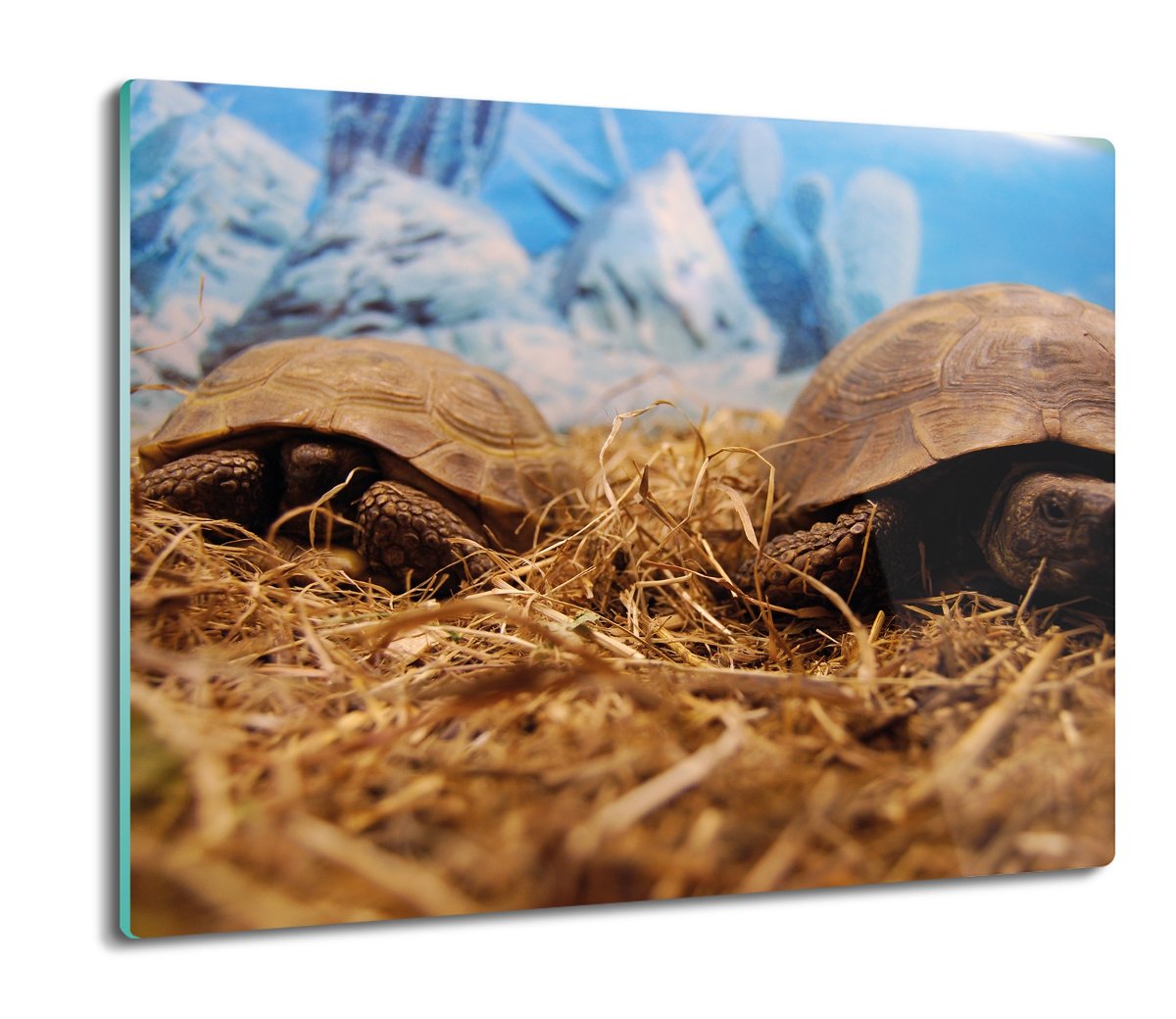 osłonka kuchenna ze szkła Żółwie w terrarium 60x52, ArtprintCave