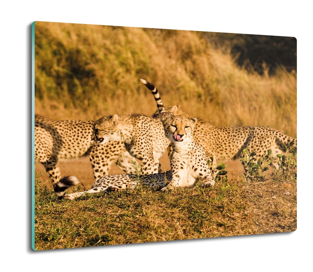szklana osłona kuchenna druk Gepardy sawanna 60x52, ArtprintCave