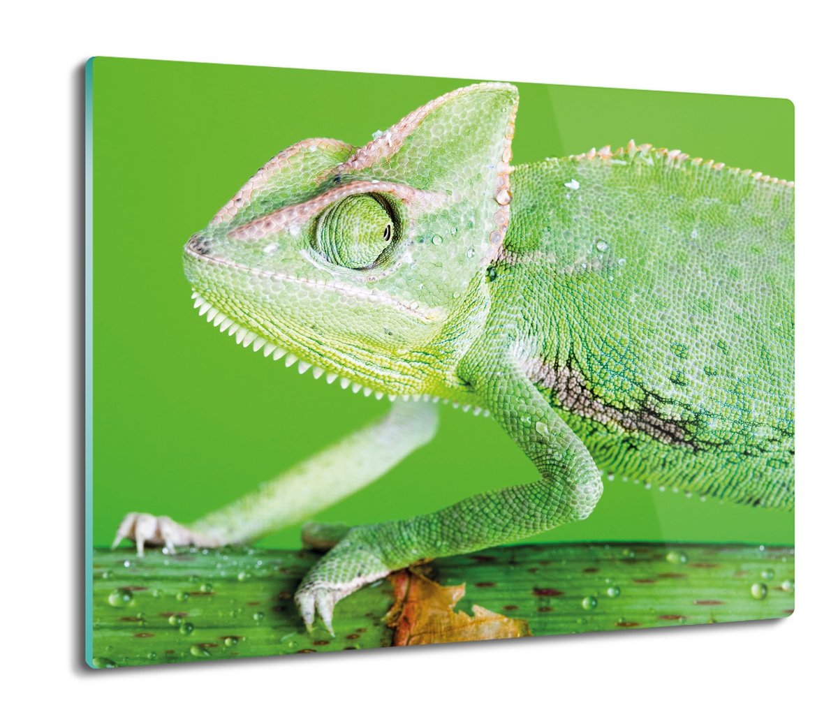 osłona splashback do kuchni Kameleon gad 60x52, ArtprintCave