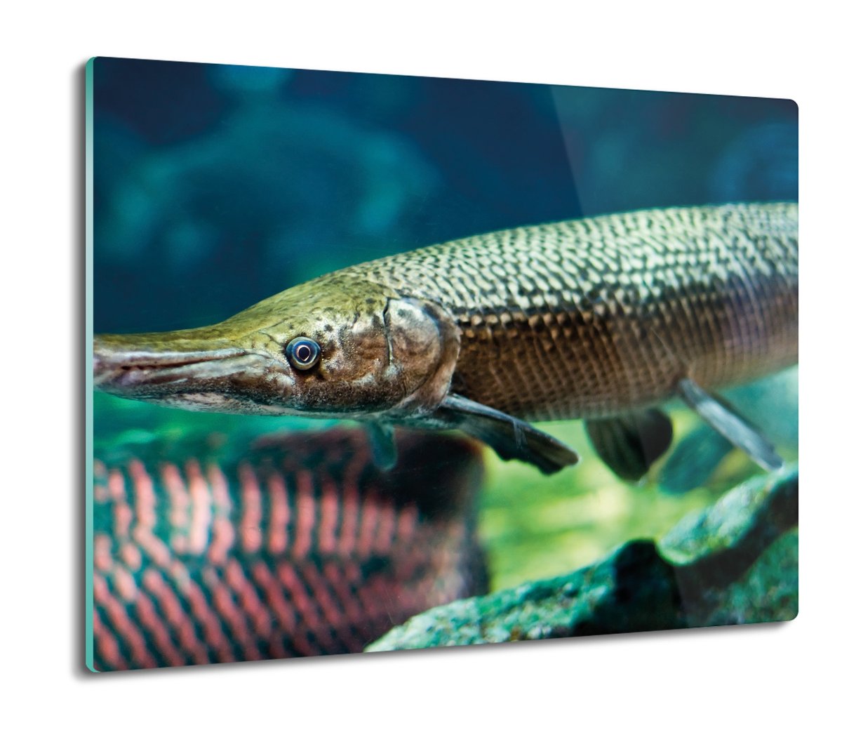 osłona na płytę indukcyjną Ryba akwarium 60x52, ArtprintCave