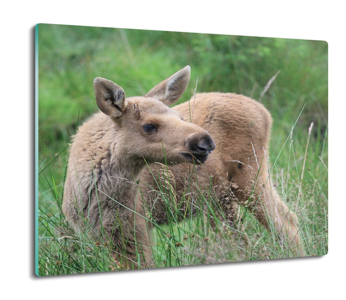 szklana ochrona na indukcję Mały łoś polana 60x52, ArtprintCave