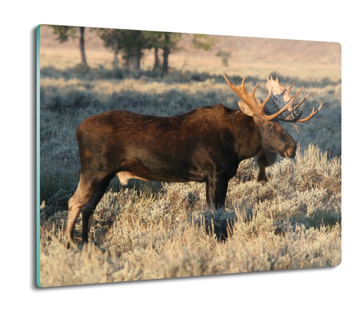 szklana osłona splashback z foto Łoś łąka 60x52, ArtprintCave