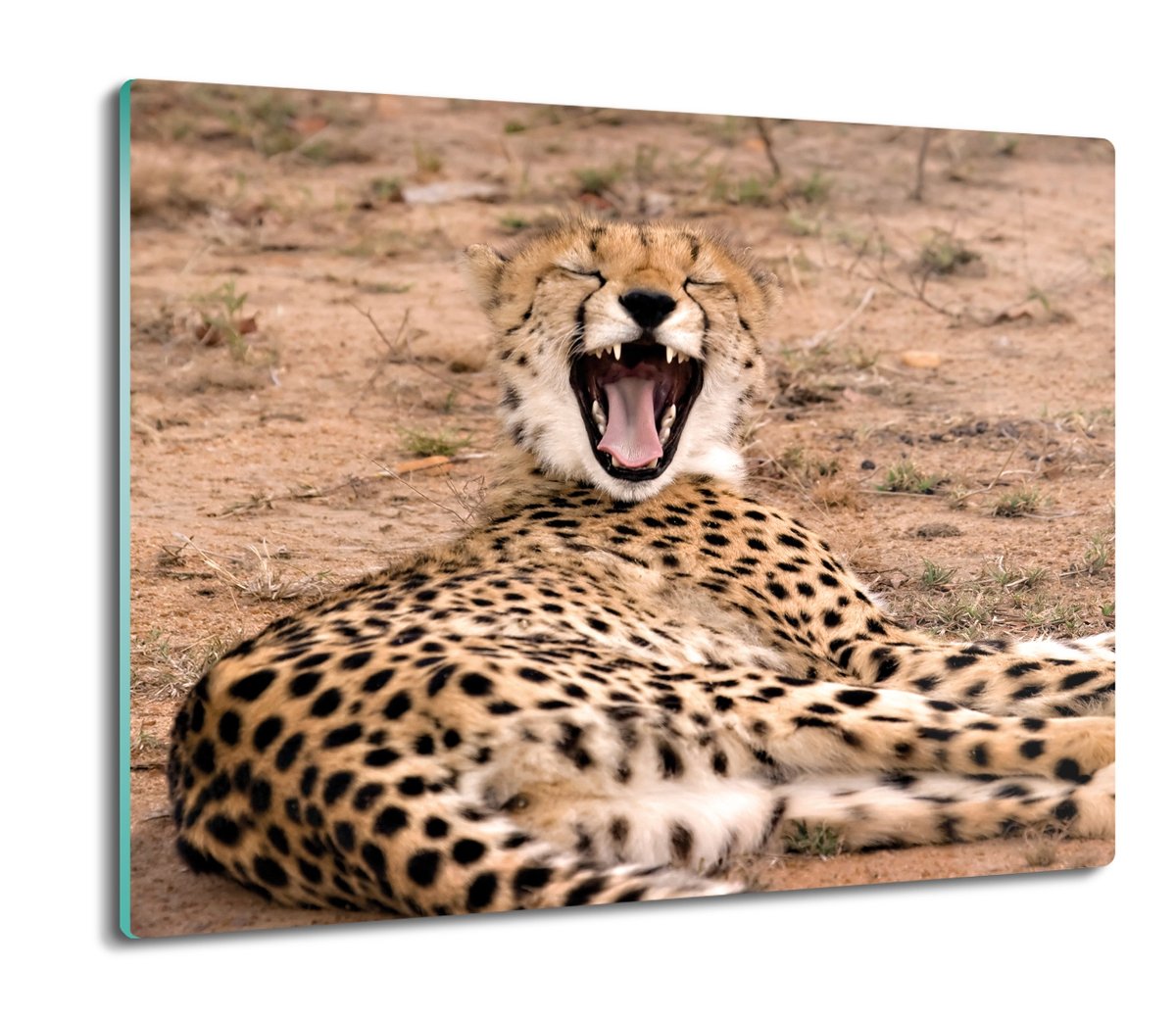 osłona płyty kuchennej z nadrukiem Gepard 60x52, ArtprintCave