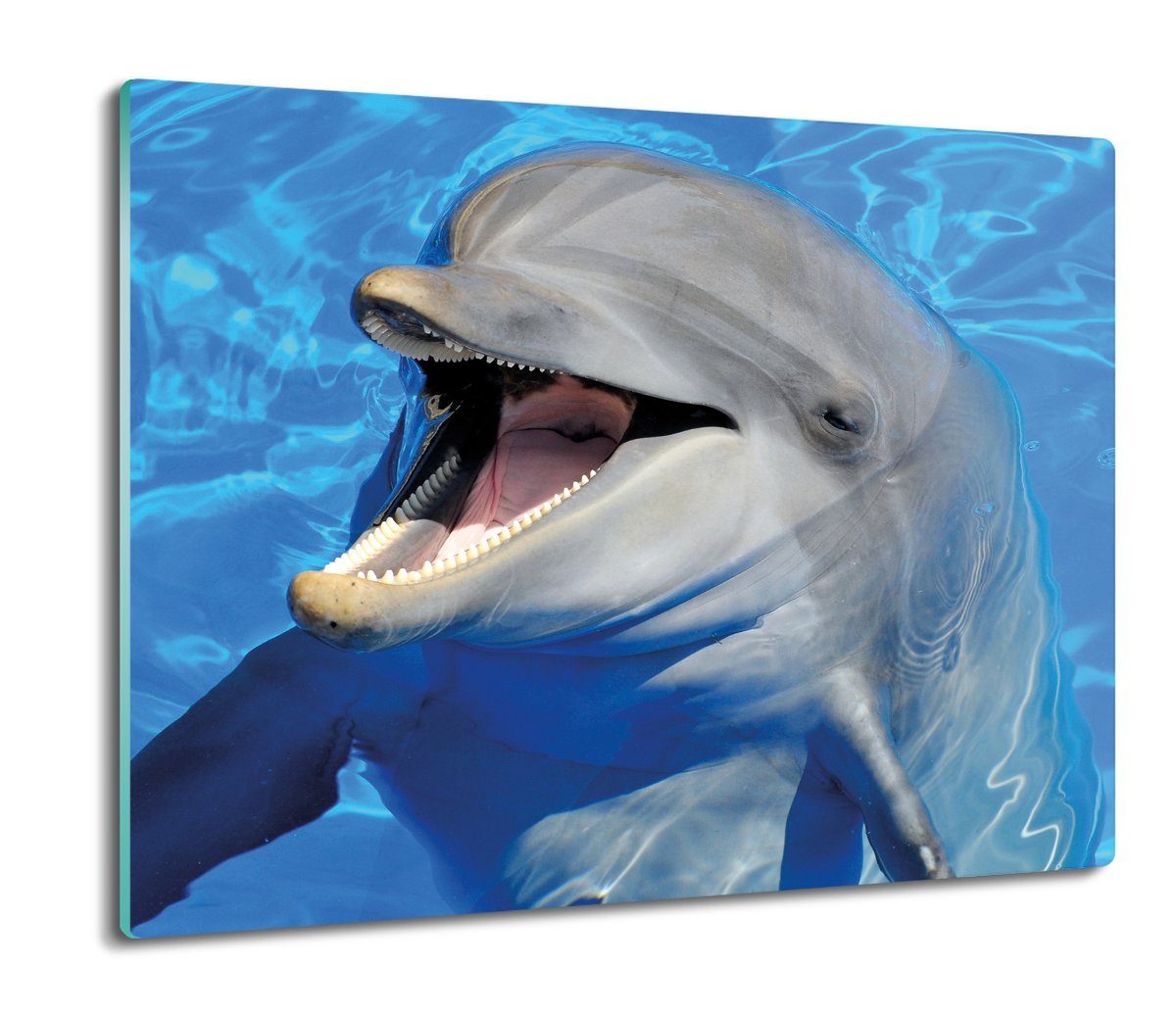 osłona do płyty indukcyjnej Delfin butlonosy 60x52, ArtprintCave