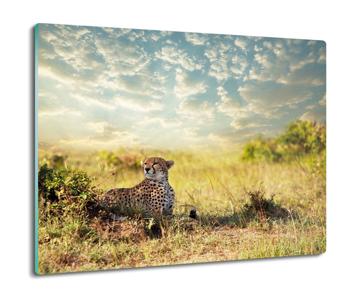 szklana osłona kuchenna Gepard sawanna niebo 60x52, ArtprintCave