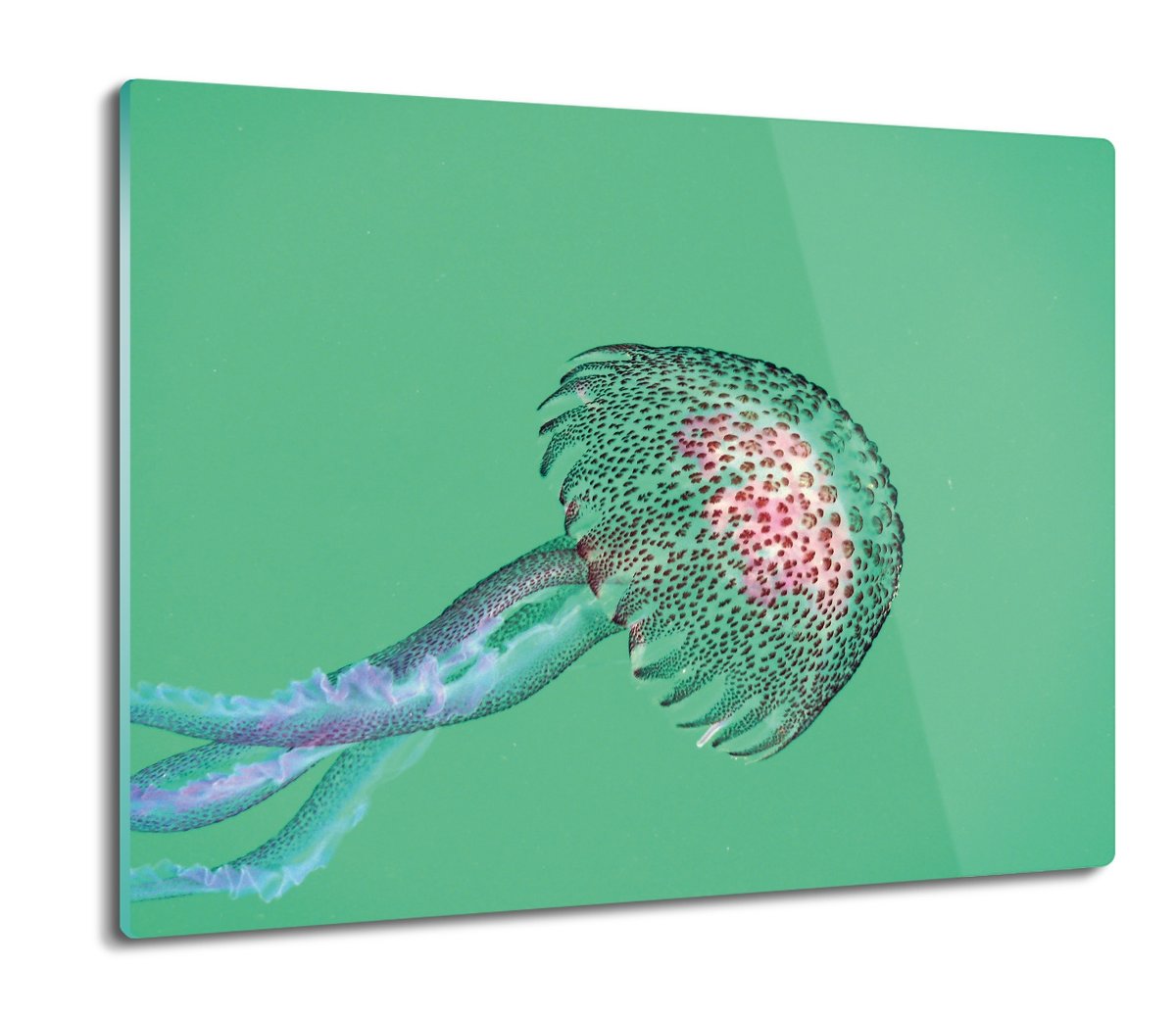 druk płyty ochronne na indukcję Meduza ocean 60x52, ArtprintCave