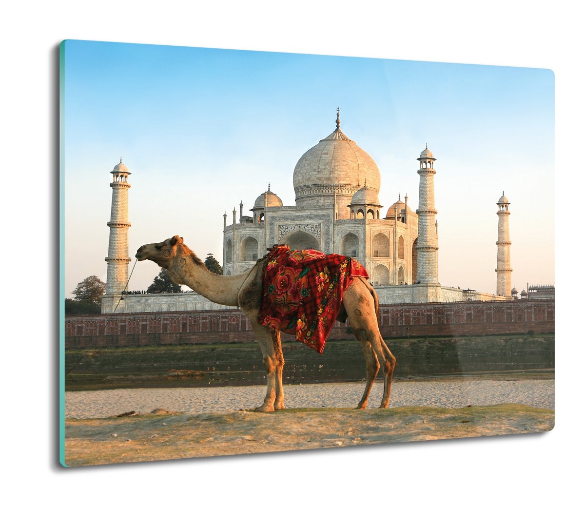 osłonka kuchenna druk Wielbłąd Taj Mahal 60x52, ArtprintCave