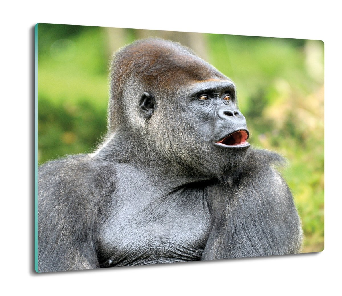 druk osłona na indukcję z foto Goryl natura 60x52, ArtprintCave