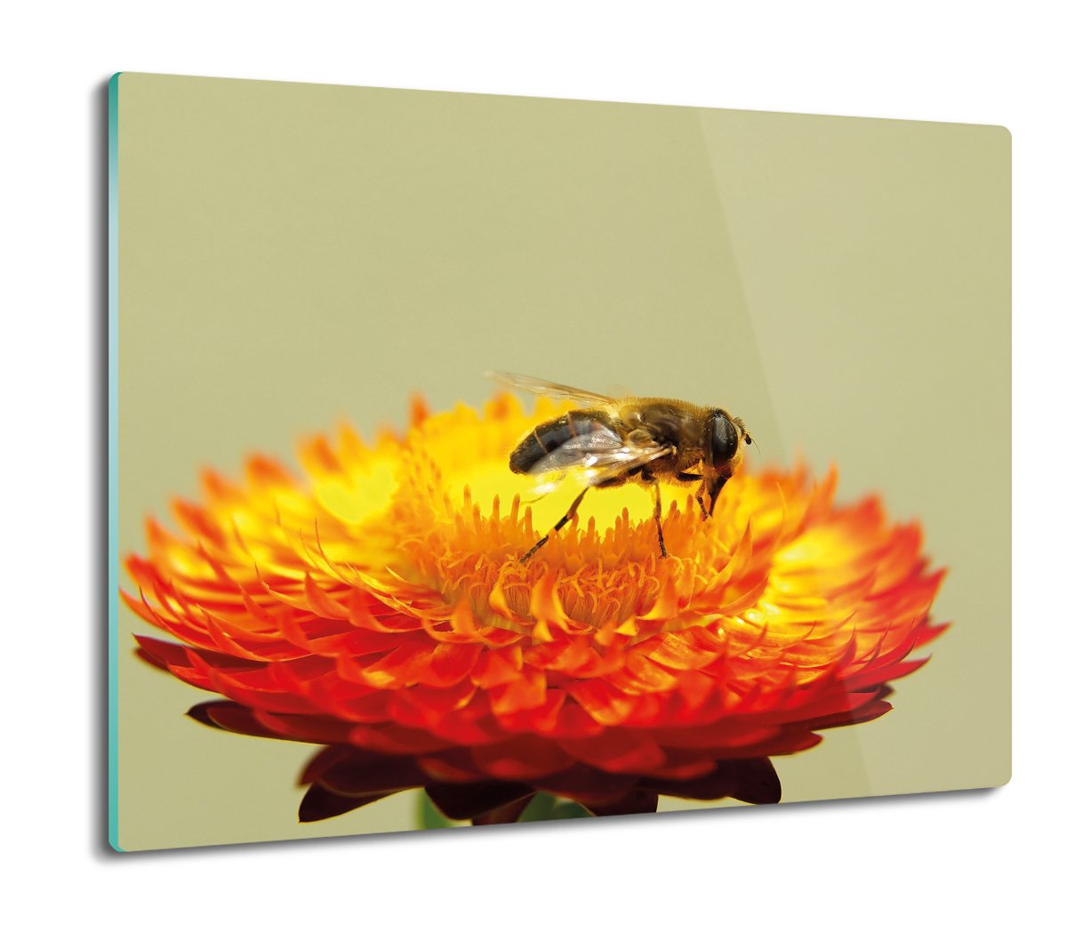 płyty ochronne na indukcję Pszczoła kwiatek 60x52, ArtprintCave