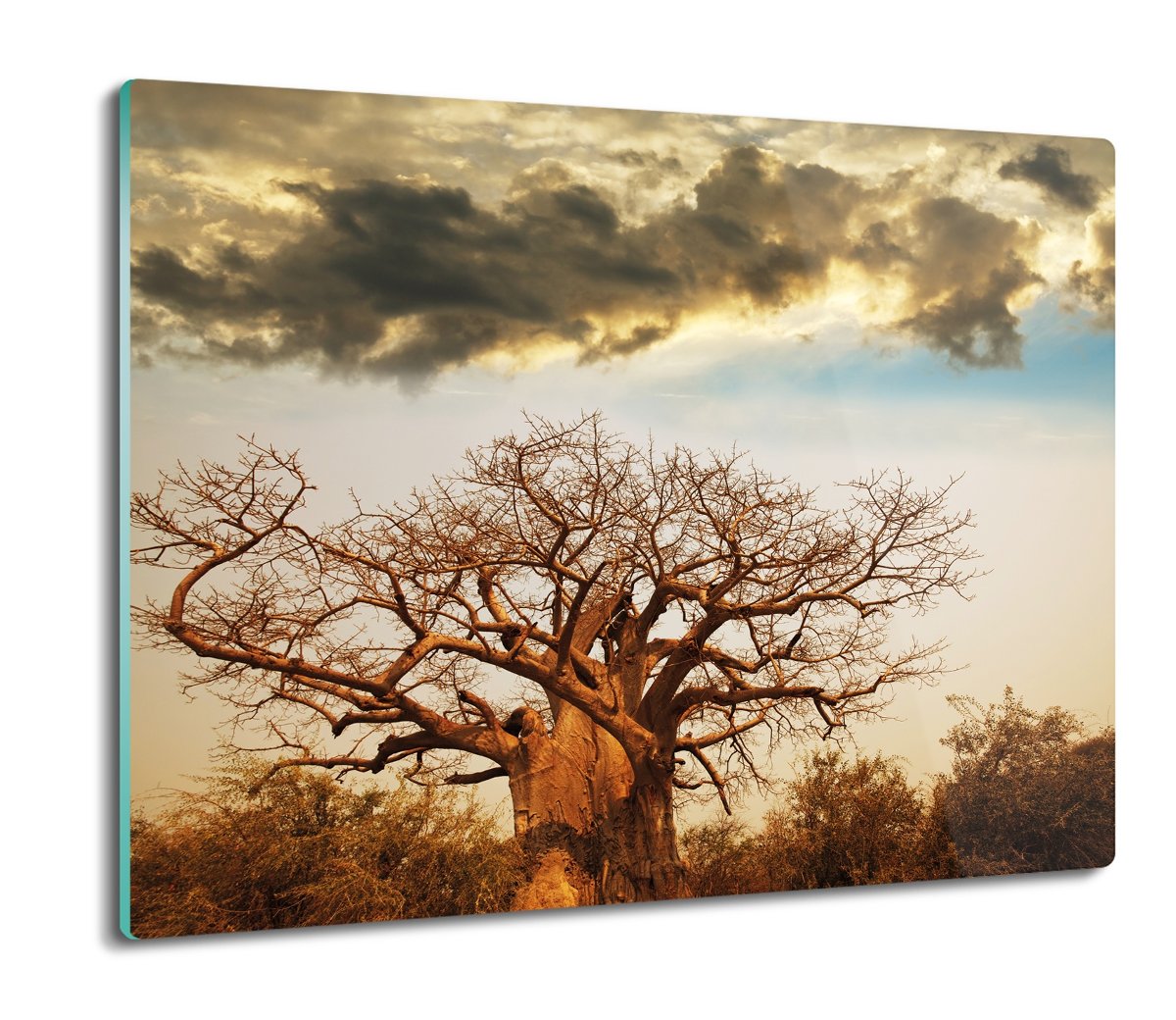 szklana deska splashback Drzewo baobab niebo 60x52, ArtprintCave