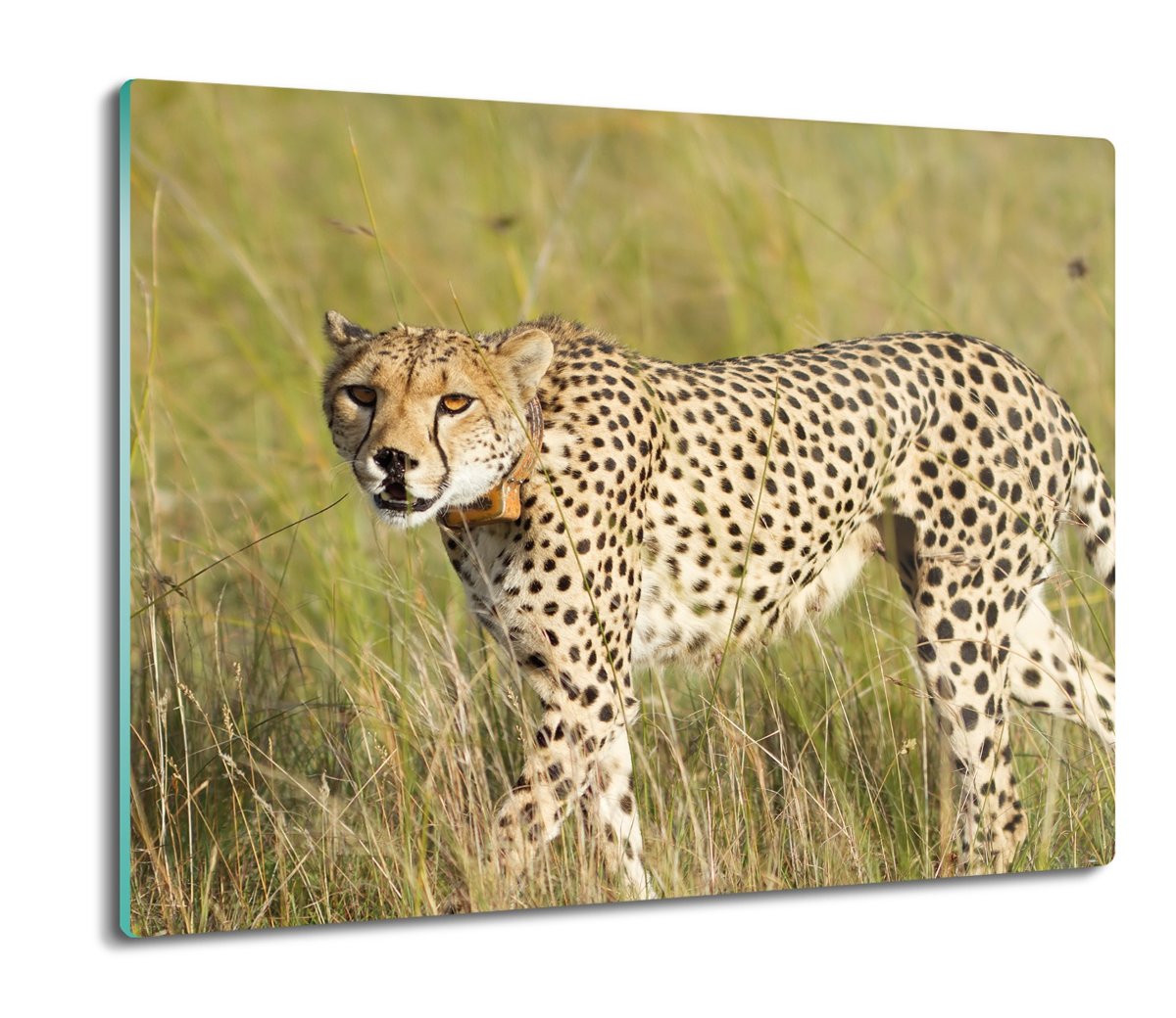 osłona do płyty indukcyjnej Gepard natura 60x52, ArtprintCave