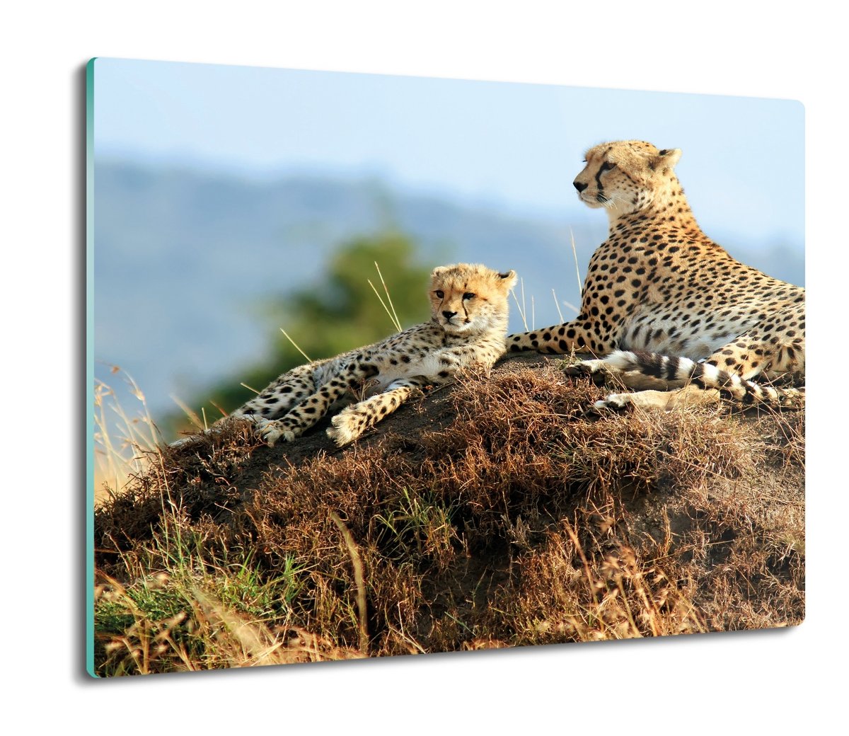 ochrona na indukcję z foto Gepardy sawanna 60x52, ArtprintCave