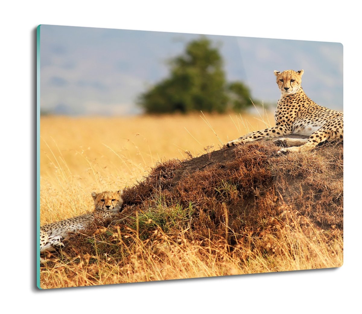 osłona do kuchenki z foto Gepardy sawanna 60x52, ArtprintCave