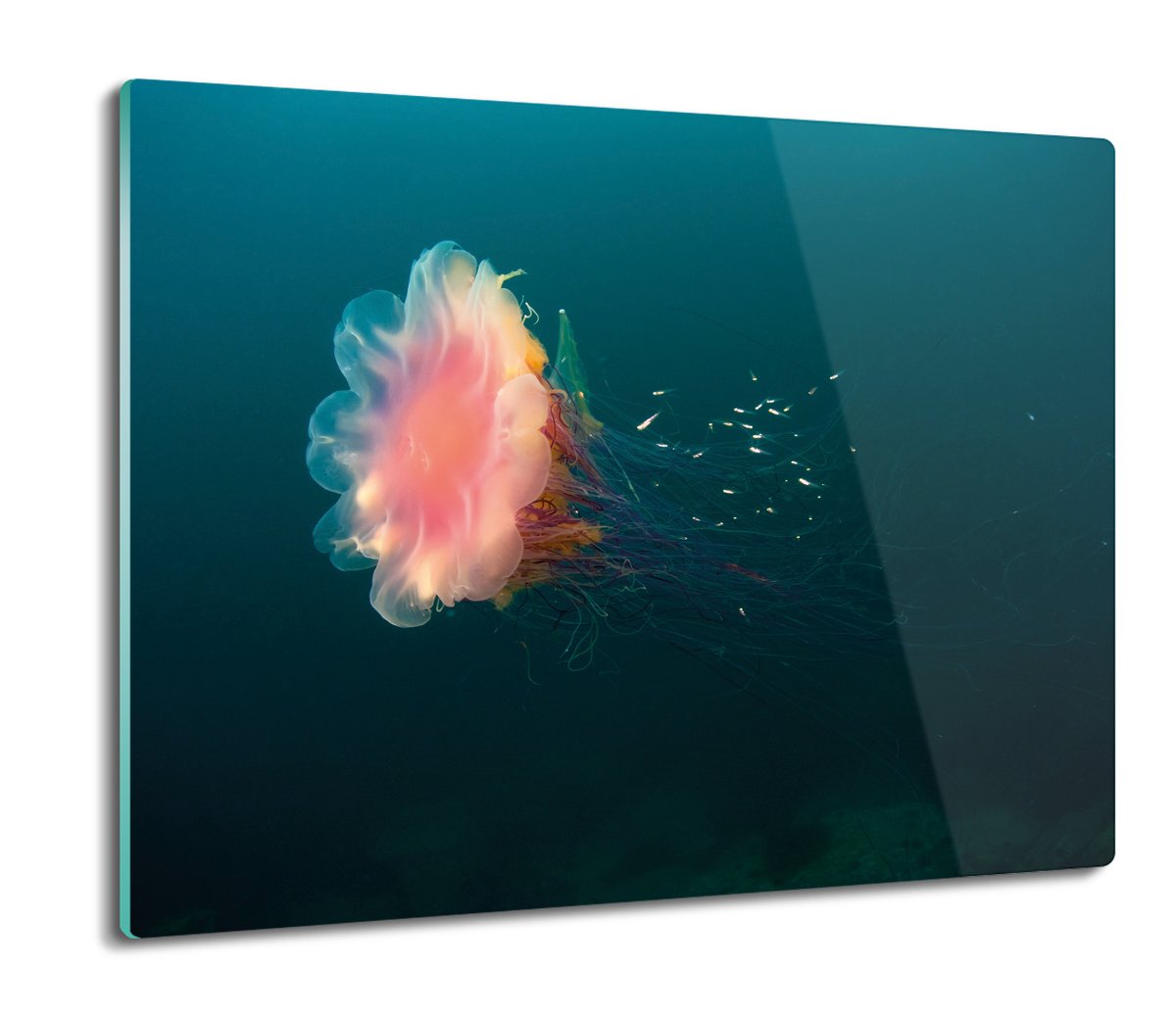 szklana osłona splashback Meduza ocean morze 60x52, ArtprintCave