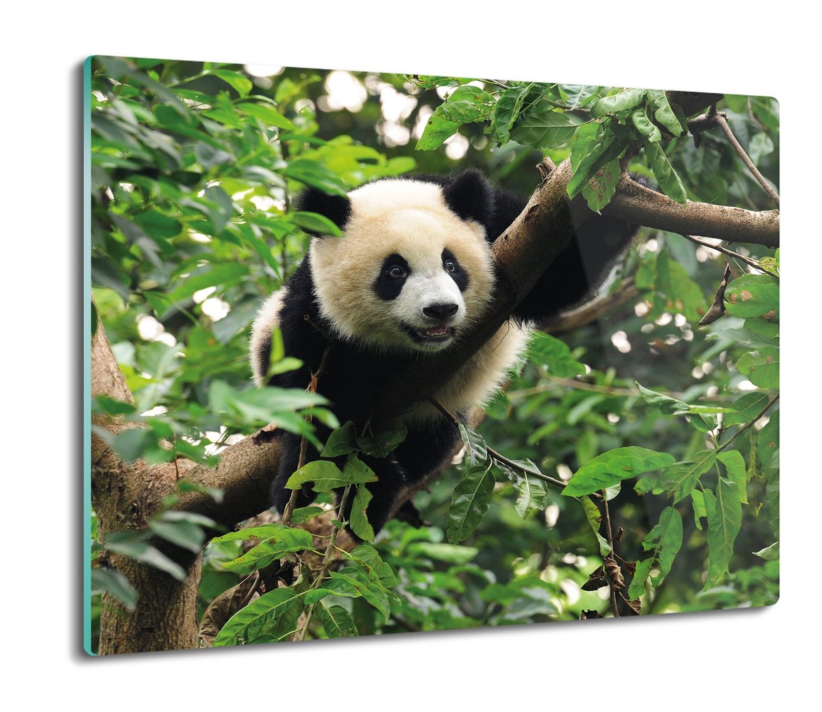 osłona do płyty indukcyjnej Panda las natura 60x52, ArtprintCave