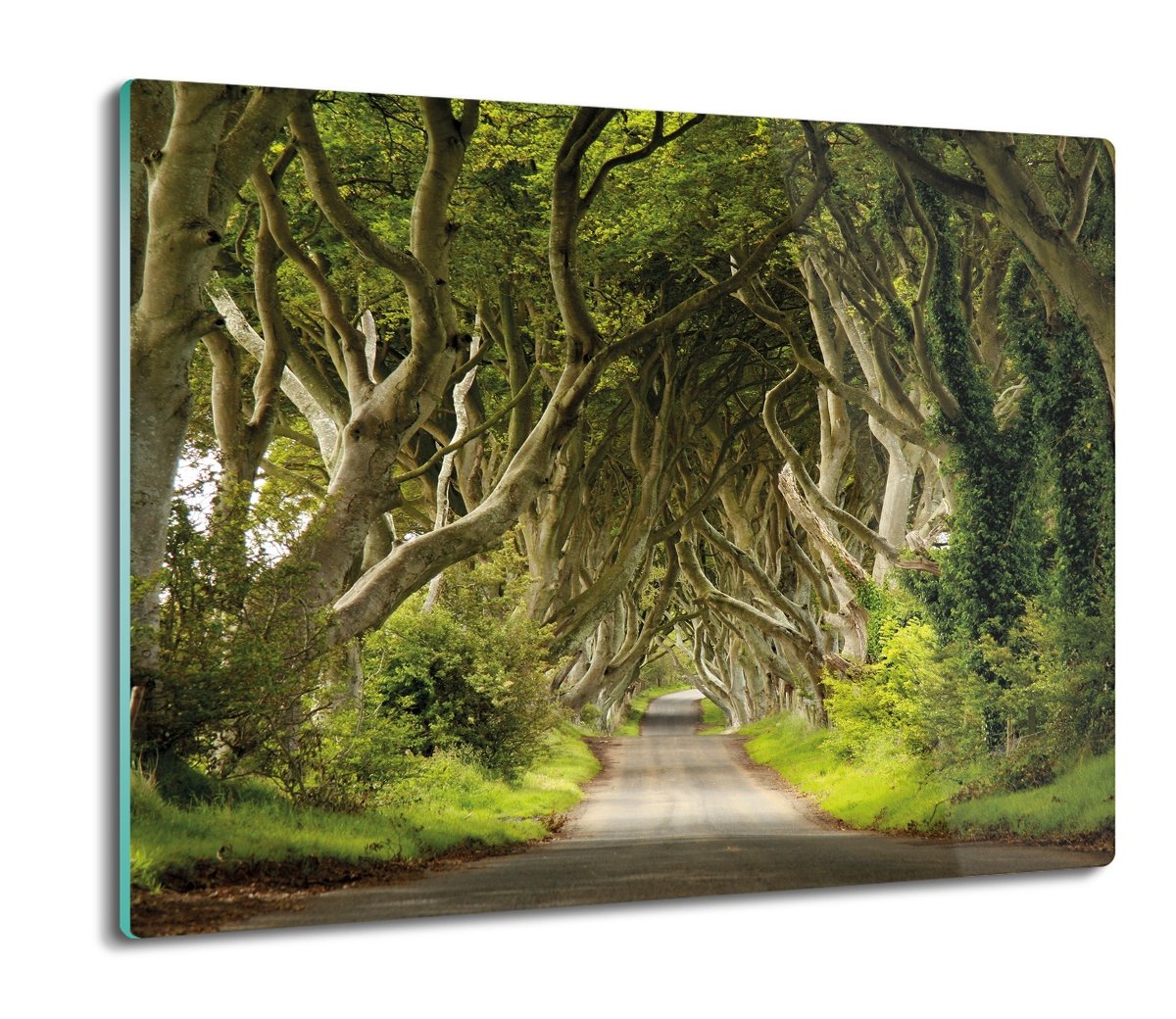 szklana ochrona na indukcję Drzewa aleja las 60x52, ArtprintCave