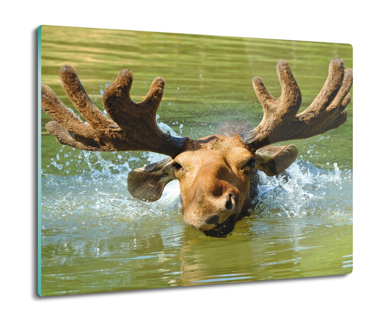 druk osłona splashback Łoś natura jezioro 60x52, ArtprintCave