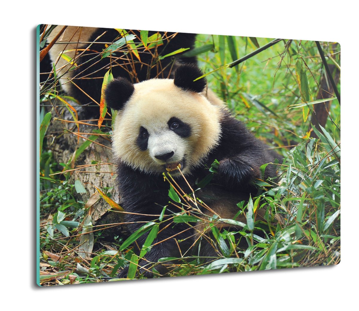 szklana osłona kuchenna Panda bambus las 60x52, ArtprintCave