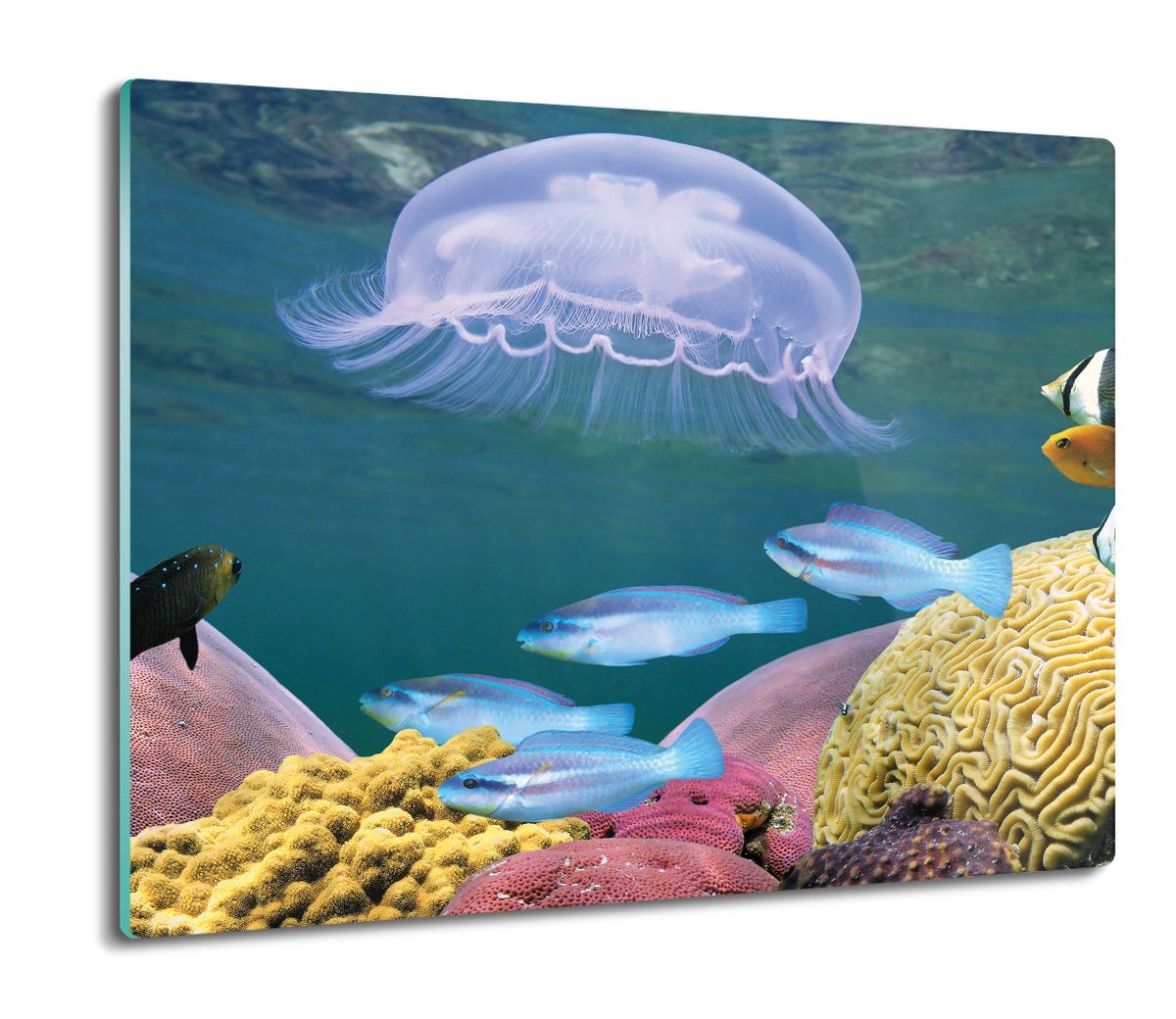 płyty ochronne na indukcję Rafa meduza ryby 60x52, ArtprintCave