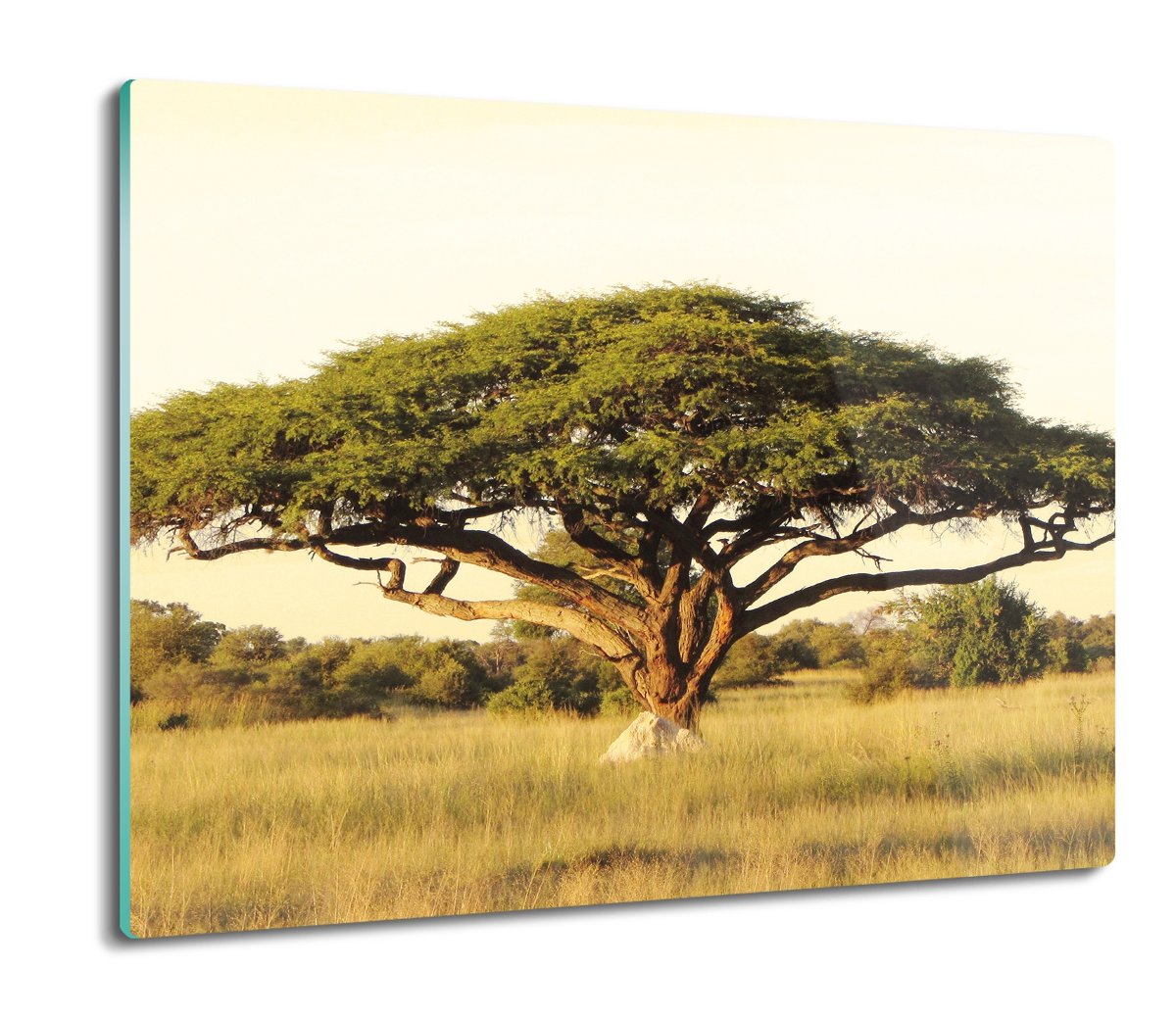 szklana deska splashback druk Sawanna Afryka 60x52, ArtprintCave