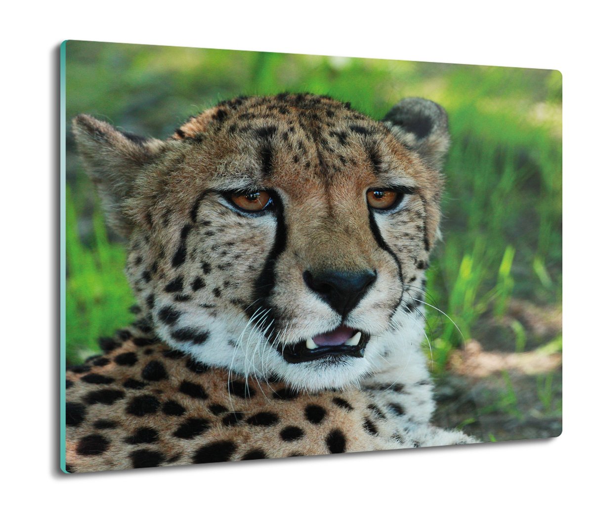 szklana osłonka kuchenna druk Gepard trawa 60x52, ArtprintCave
