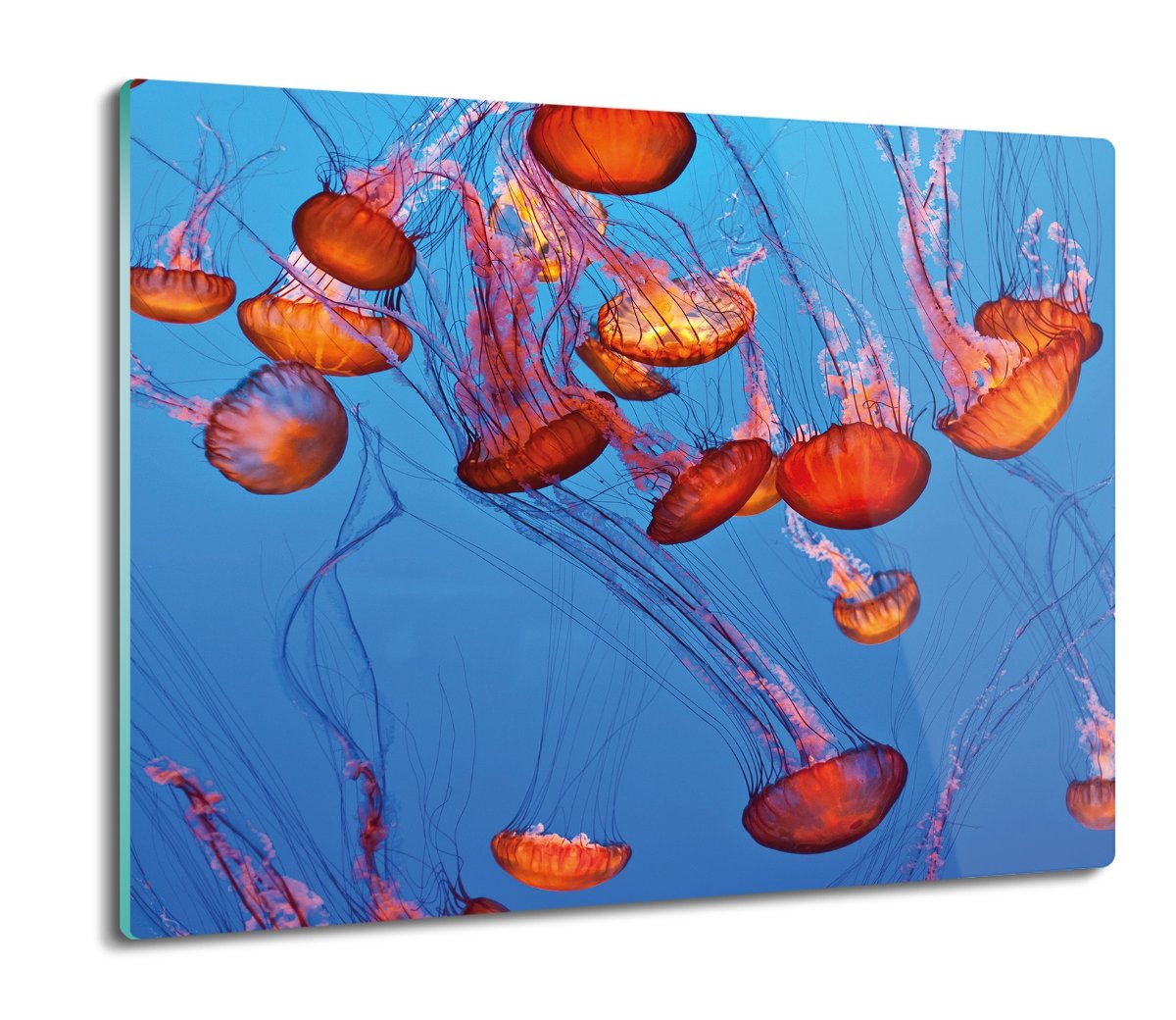 deska splashback z foto Meduzy woda ocean 60x52, ArtprintCave