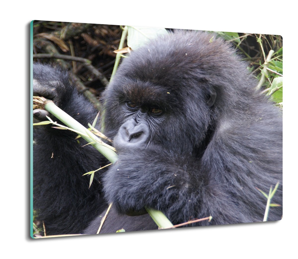 osłona na indukcję druk Smutny goryl bambus 60x52, ArtprintCave